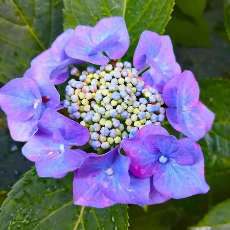 Elementi Terra Lägenhet Magliolo