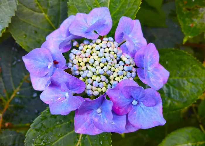 Elementi Terra Lägenhet Magliolo