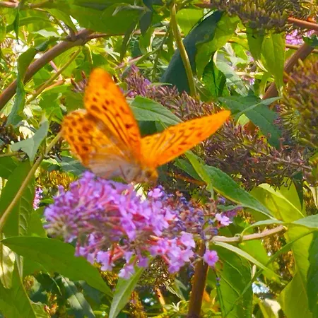 Elementi Terra דירה