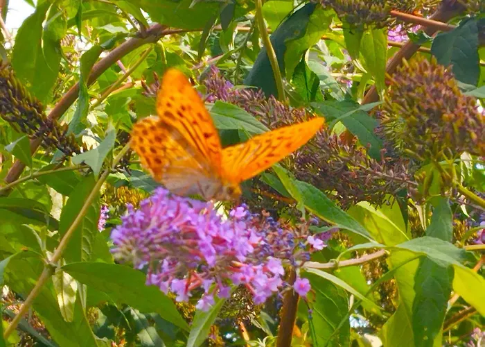 Elementi Terra Apartment